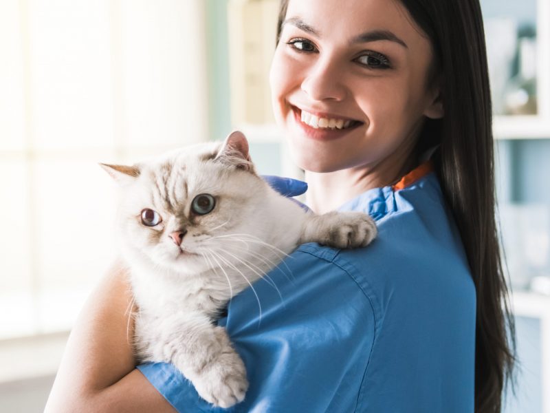 Beautiful young veterinarian is holding cute cat, looking at camera and smiling while standing in office